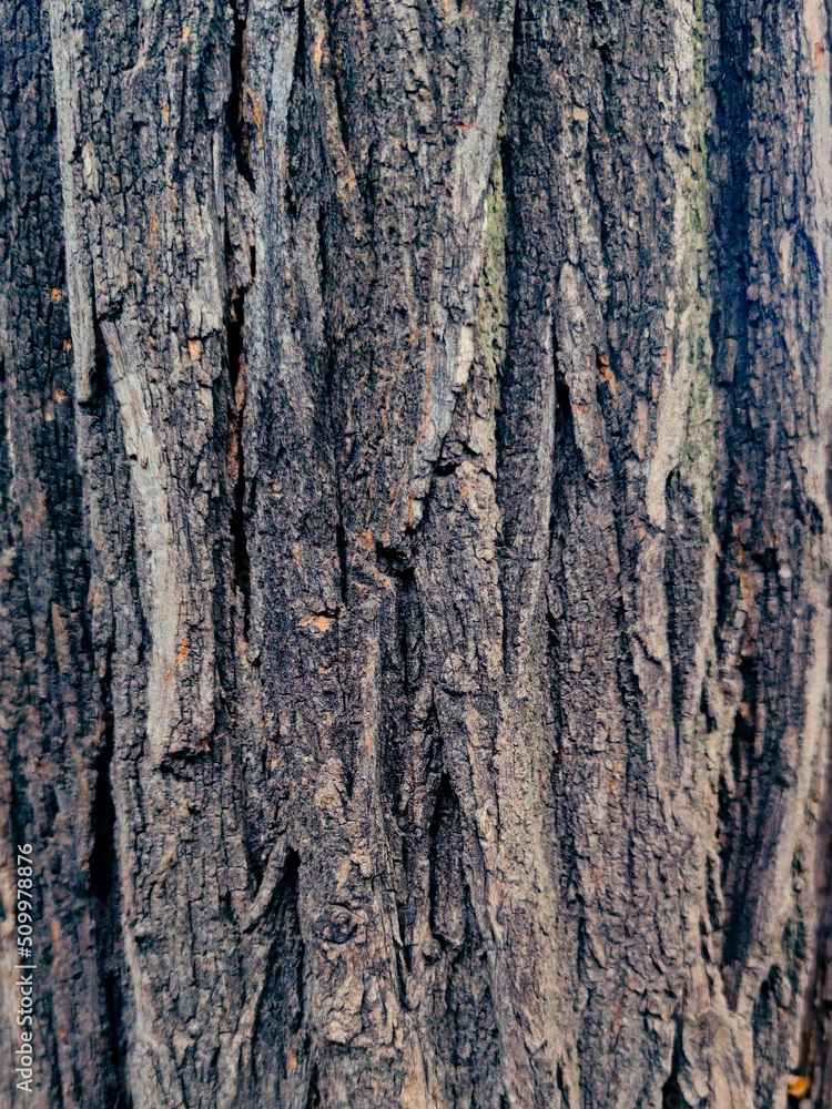 Texture of bark wood use as natural background Texture of bark wood use as natural background