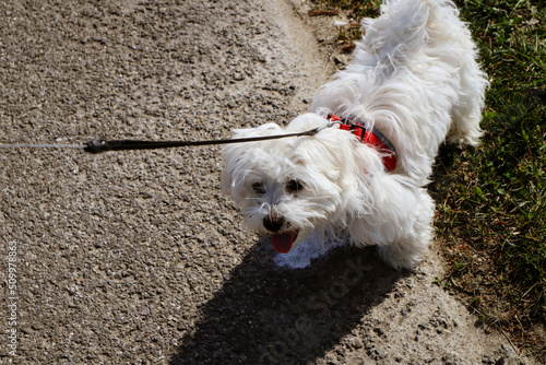 A maltese dog puppy waiting on the rope at a walk