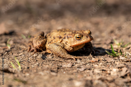 Close-up of a common toad or European toad (bufo bufo), perfectly camouflaged on a forest path in spring at the time of toad migration in spring, Weserbergland, Germany