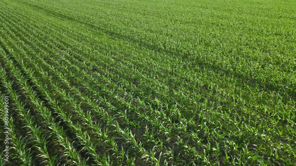 Drone flying over a cornfield during sunset. Drone flies over green agriculture corn field. Beautiful spring landscape of a corn field. Top view to the green farm cornfield Drone flying over a cornfield during sunset. Drone flies over green agriculture corn field. Beautiful spring landscape of a corn field. Top view to the green farm cornfield