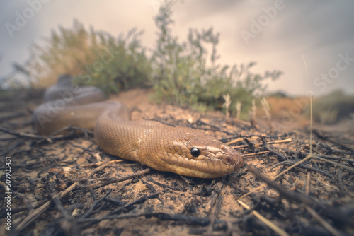 Wild woma python (Aspidites ramsayi) in saltbush scrub habitat with stormy background, South Australia photo