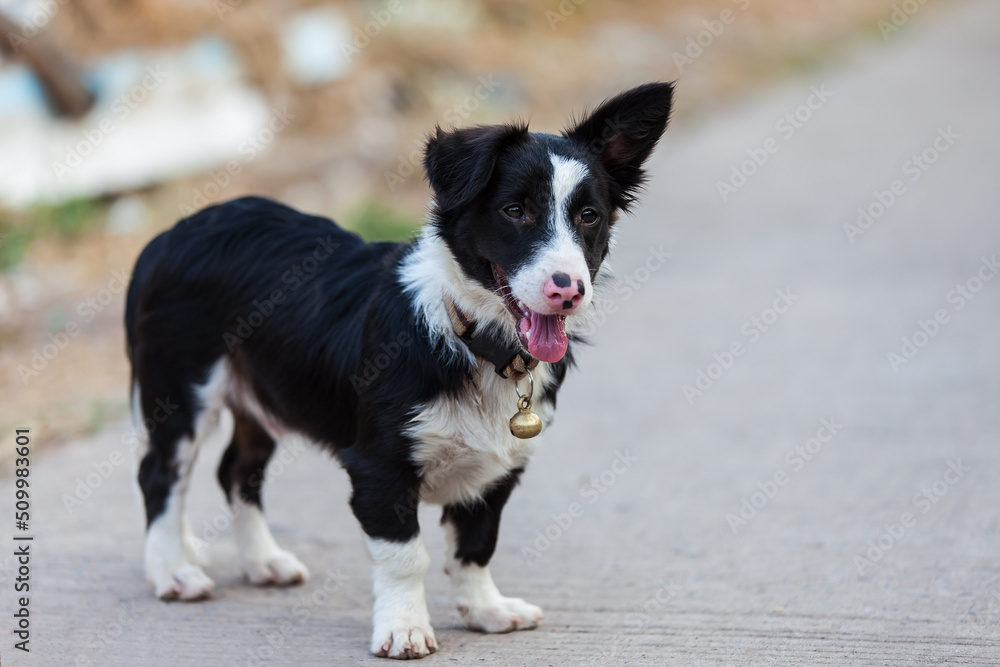 Dog portrait. Dog portrait.