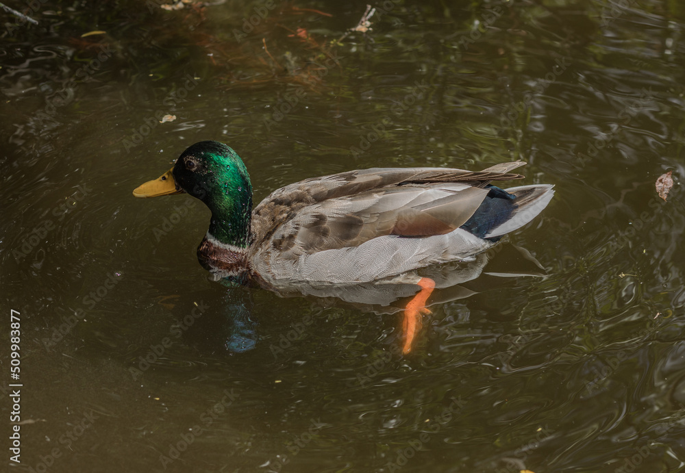  The Fauna and flora in macro and close-up photography on the Howth Peninsula, Seashore of cliffs, bays and rocks landscape, hidden bay, spectacular scenery in sunny day,