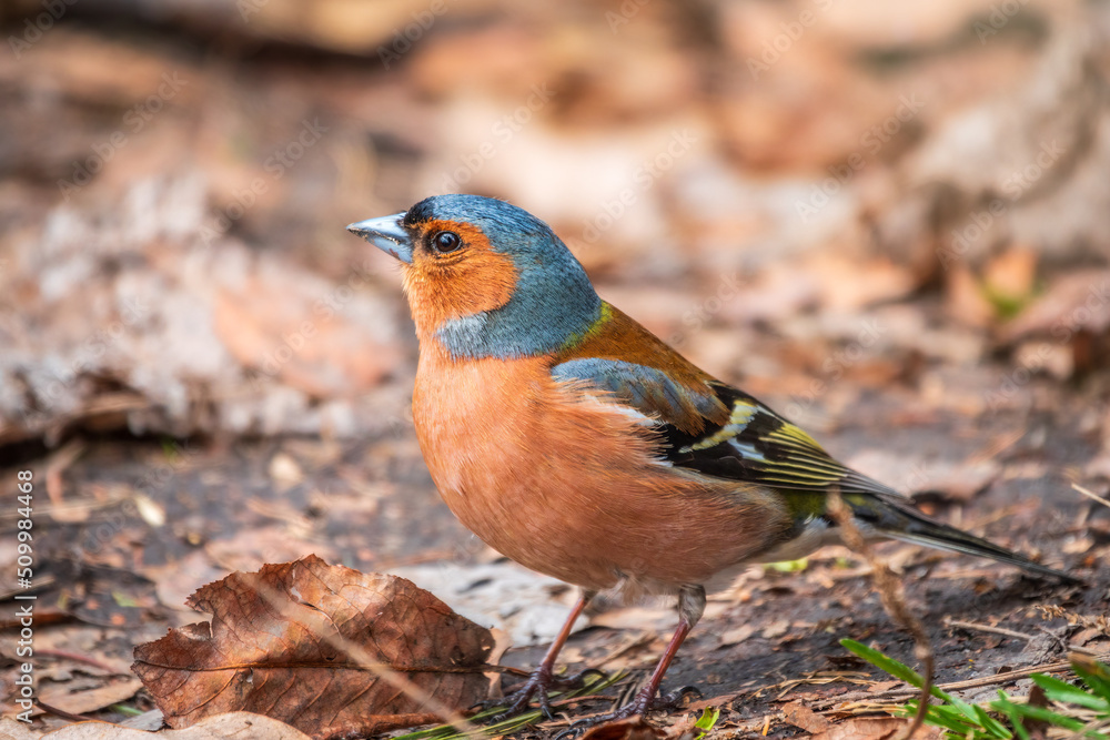 Common chaffinch, Fringilla coelebs, sits on the ground in spring. Common chaffinch in wildlife. Common chaffinch, Fringilla coelebs, sits on the ground in spring. Common chaffinch in wildlife.