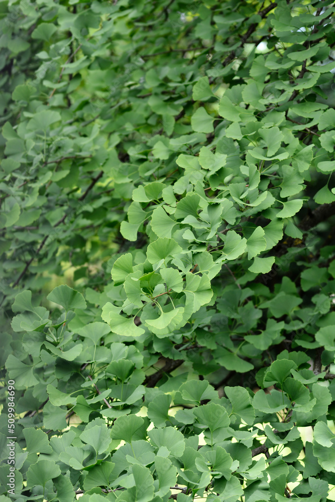 Ginkgo leaves Ginkgo leaves