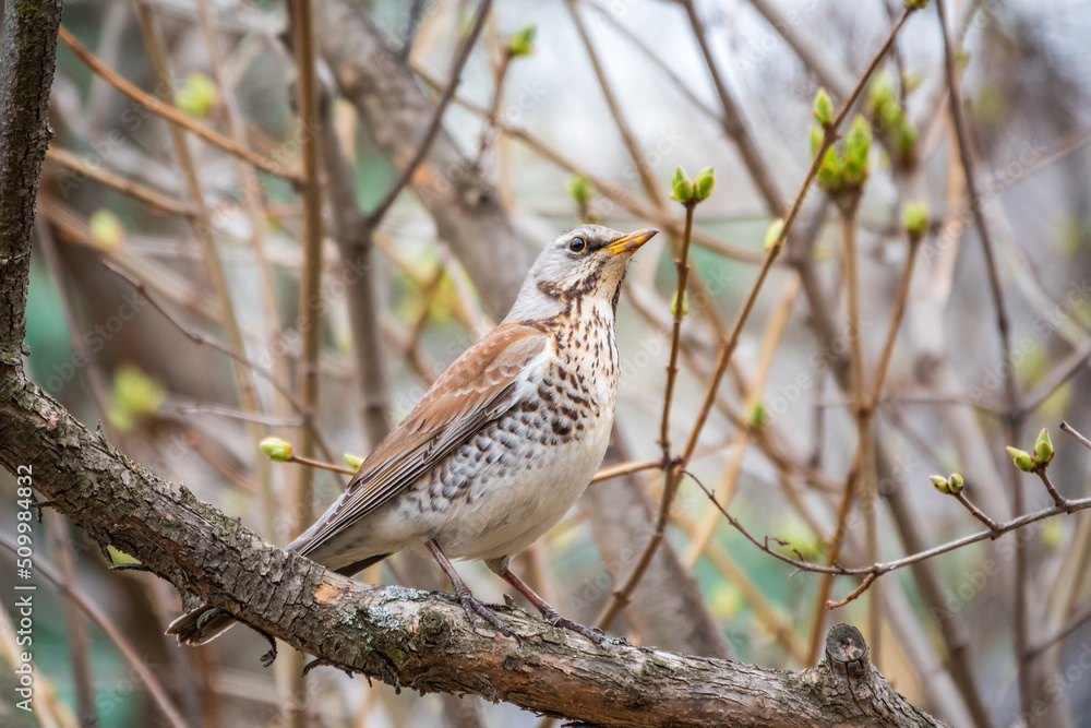 Fieldbird sits on a branch in spring with a blurred background. Fieldbird sits on a branch in spring with a blurred background.