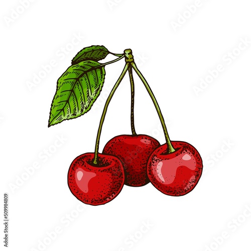 Hand drawn cherry branch with red berries and leaves isolated on white. Vector illustration in colored sketch style