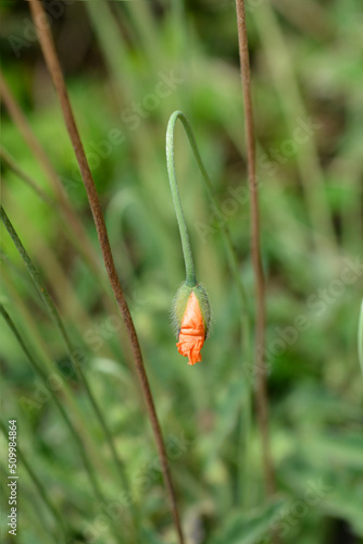 Wild orange poppy