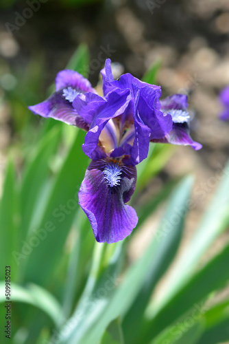 Standard Dwarf Bearded Iris Brannigan photo