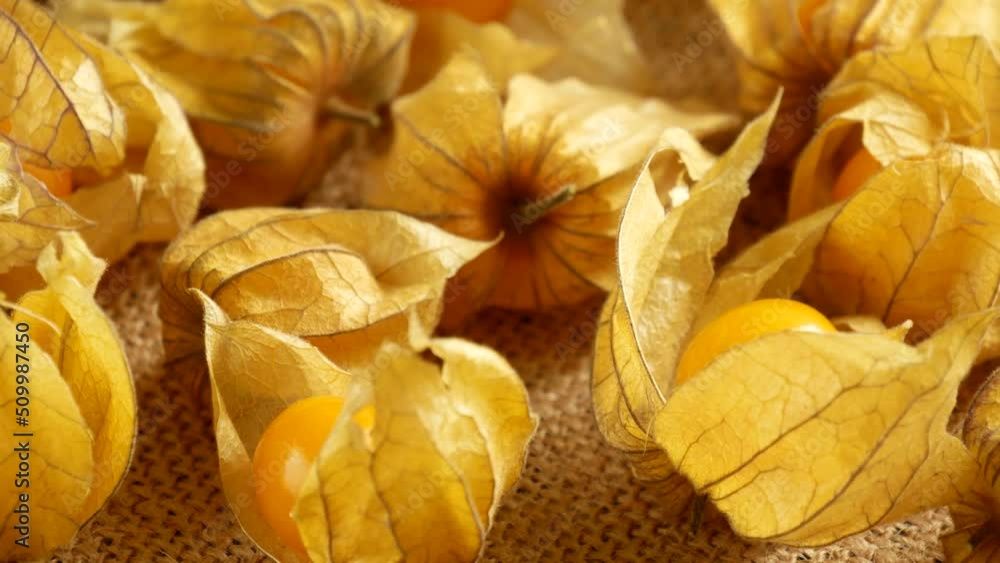 Sweet physalis berry on burlap. Sweet physalis berry on burlap.