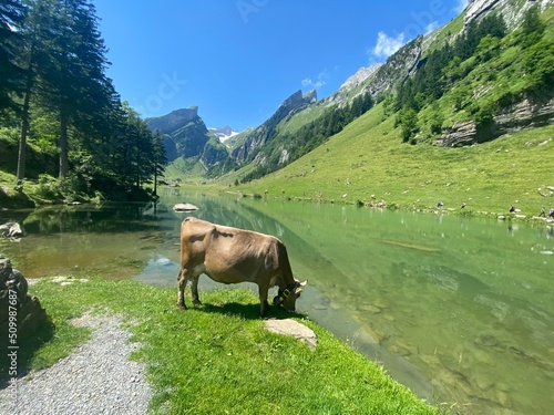 Cow Seealpsee Switzerland