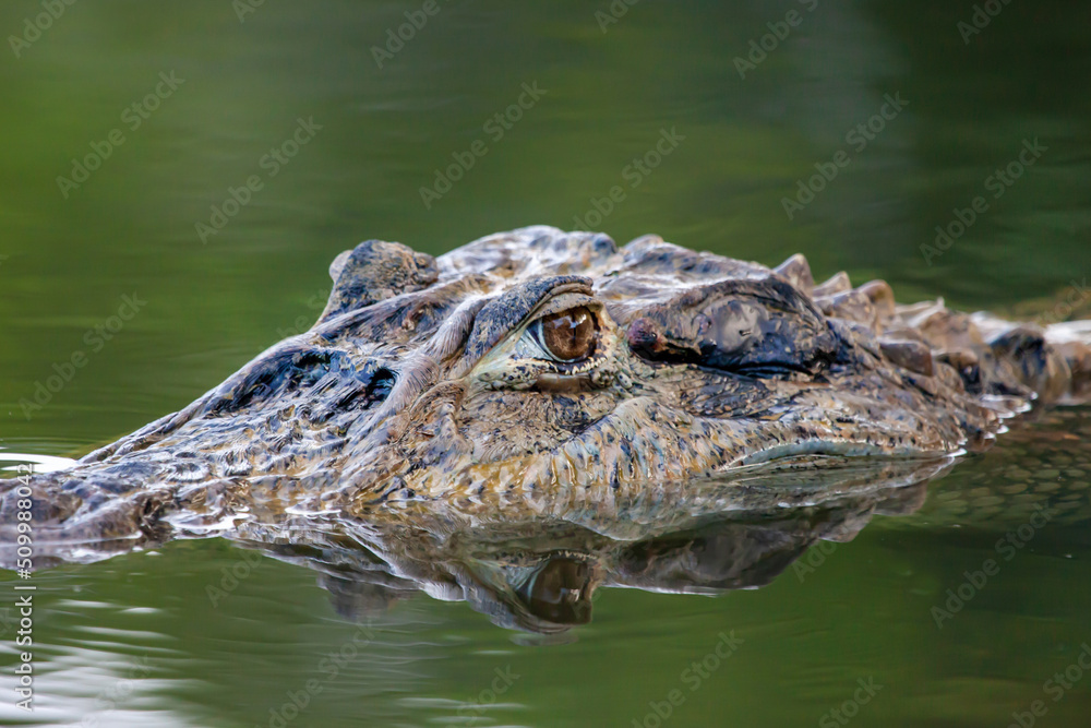 Crocodile's head (lat. Crocodilia) in river water large with a bright eye and clear lines of the animal's skin on a bright sunny day, reflection in the water. Marine animals, reptiles, ecology. Crocodile's head (lat. Crocodilia) in river water large with a bright eye and clear lines of the animal's skin on a bright sunny day, reflection in the water. Marine animals, reptiles, ecology.