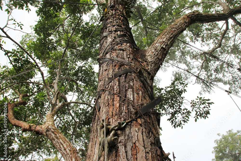 Fototapeta premium The trunk of a large tree entangled with ropes and tripwires in a subtropical forest on a clear sunny day. Technology, travel, world tourism.