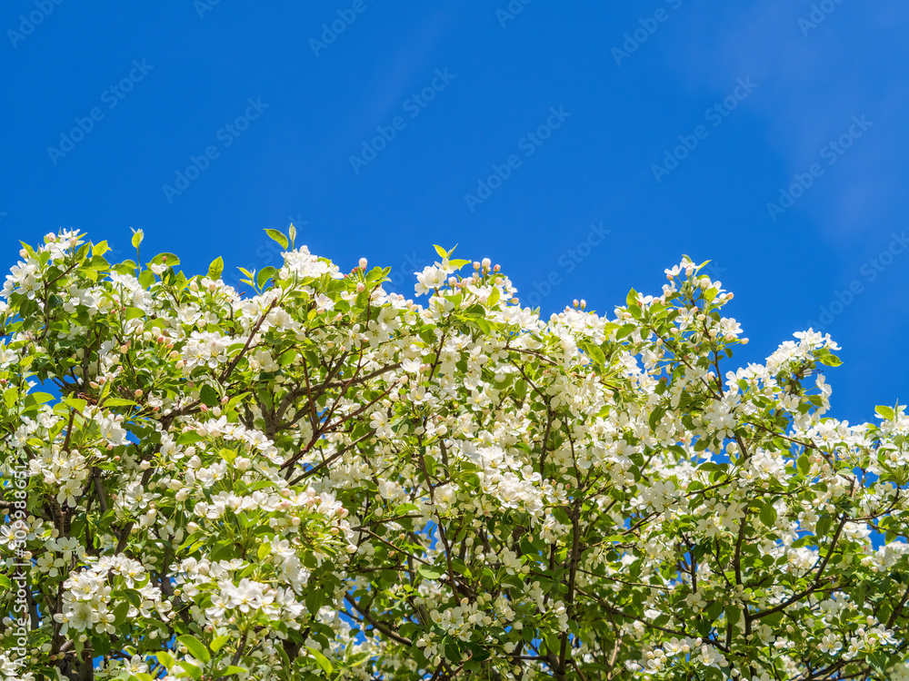 Apple tree branches with white flowers on a background of blue clear sky. Apple tree branches with white flowers on a background of blue clear sky.