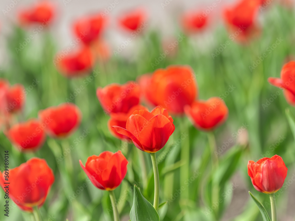 Colorful red tulips blossom in spring garden