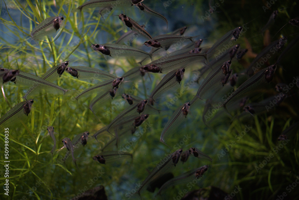 Bank of glass catfish. Kryptopterus bicirrhis Bank of glass catfish. Kryptopterus bicirrhis