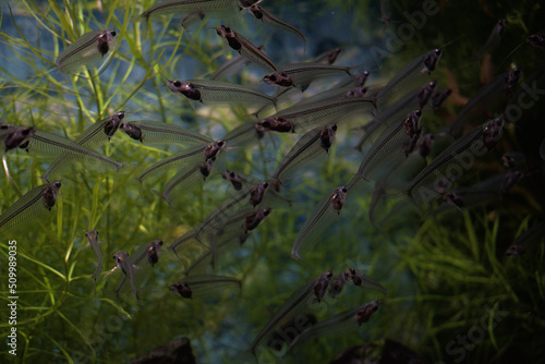 Bank of glass catfish. Kryptopterus bicirrhis © Rubenrope