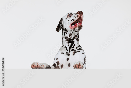 Half-length portrait of cute puppy of Dalmatian dog isolated over grey studio background. Concept of breed, vet, beauty, animal haelth and life, care.
