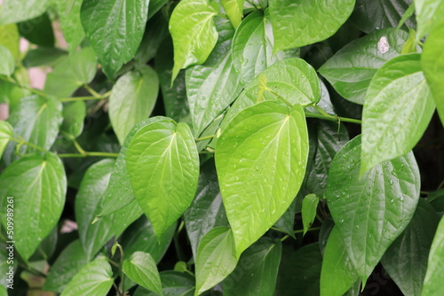 Beautiful dark green leaves