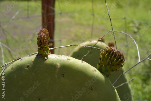 Chumbera con higos chumbos verdes, Opuntia ficus-indica photo