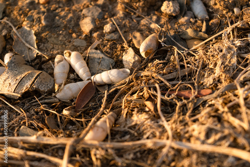 Conchas de caracol degollado (Rumina decollata) photo
