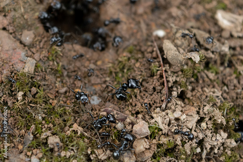 Hormigas salen de su hormiguero