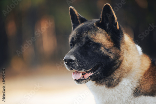 Beautiful dog breed American Akita, portrait with an interested muzzle in the forest. Fluffy, woolly young pet. The concept of pets, pet food, pet supplies, veterinary medicine.