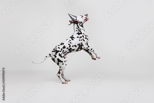 Happy adorable thoroughbred Dalmatian dog jumping isolated over light studio background. Concept of breed  vet  beauty  animal haelth and life  care.