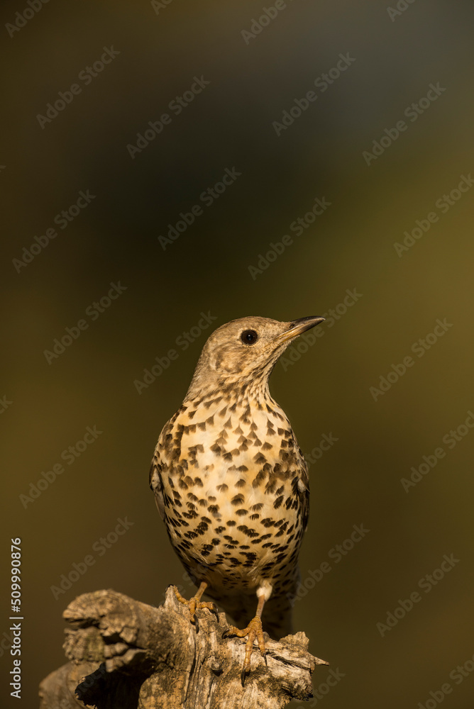 Mistle thrush {Turdus viscivorus} perched on branch. Spain. Alicante. Mistle thrush {Turdus viscivorus} perched on branch. Spain. Alicante.