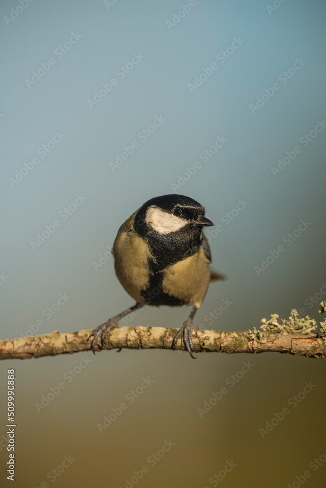 Obraz premium Great Tit (Parus major) perched on branch in forest, Alicante, Spain, Europe
