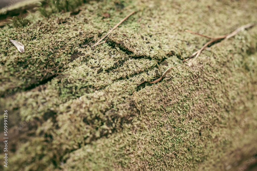 Bark pattern is seamless texture from tree. For background wood work, Bark of brown hardwood, thick bark hardwood, residential house wood. nature, trunk, tree, bark, hardwood, trunk, tree, Bark pattern is seamless texture from tree. For background wood work, Bark of brown hardwood, thick bark hardwood, residential house wood. nature, trunk, tree, bark, hardwood, trunk, tree,