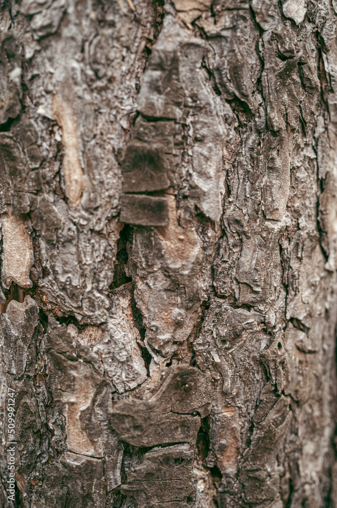 Bark pattern is seamless texture from tree. For background wood work, Bark of brown hardwood, thick bark hardwood, residential house wood. nature, trunk, tree, bark, hardwood, trunk, tree, Bark pattern is seamless texture from tree. For background wood work, Bark of brown hardwood, thick bark hardwood, residential house wood. nature, trunk, tree, bark, hardwood, trunk, tree,