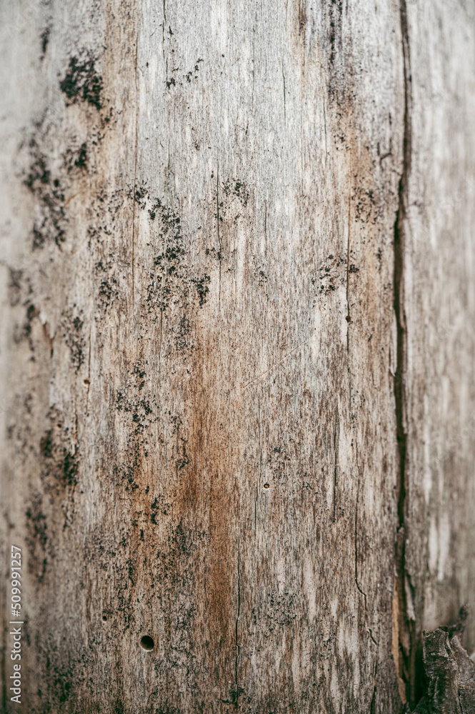 Bark pattern is seamless texture from tree. For background wood work, Bark of brown hardwood, thick bark hardwood, residential house wood. nature, trunk, tree, bark, hardwood, trunk, tree, 