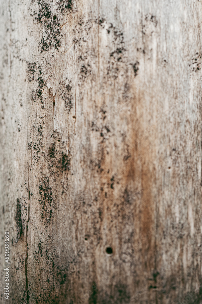 Bark pattern is seamless texture from tree. For background wood work, Bark of brown hardwood, thick bark hardwood, residential house wood. nature, trunk, tree, bark, hardwood, trunk, tree, 