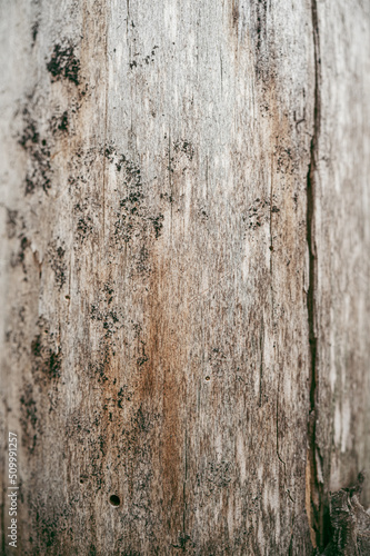 Bark pattern is seamless texture from tree. For background wood work, Bark of brown hardwood, thick bark hardwood, residential house wood. nature, trunk, tree, bark, hardwood, trunk, tree, 