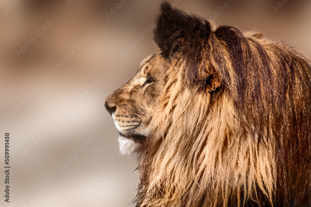 Wild lion profile, sunny with blurred background Wild lion profile, sunny with blurred background