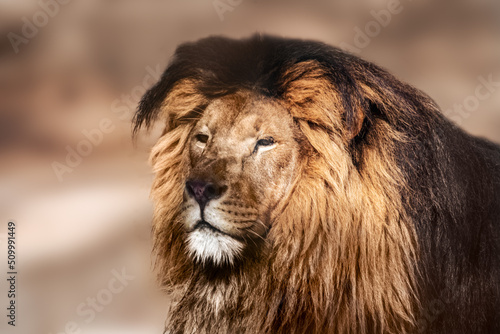 Wild lion portrait  sunny with blurred background