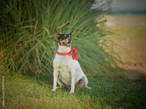 Fototapeta Naklejka Na Ścianę i Meble -  .Cute dog with a red bow.
