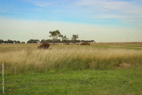 long grass in a field