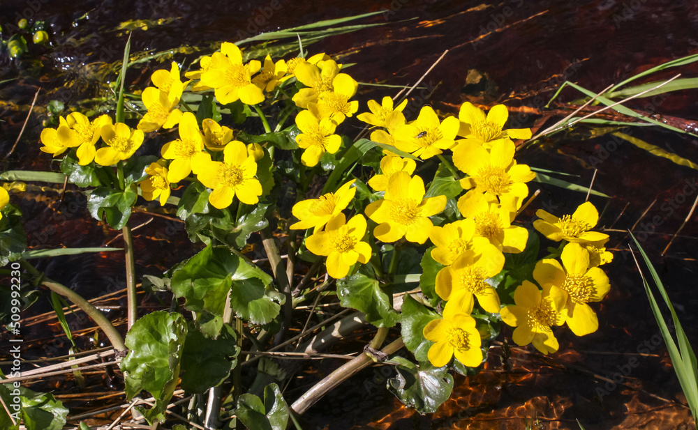 Yellow Caltha Palustris blooms in the valley of rivers, lakes and swamps