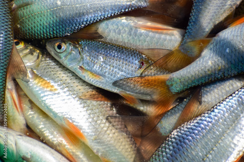 Fishtail, orange fins and silvery scales of a roach close-up, top view Fishtail, orange fins and silvery scales of a roach close-up, top view