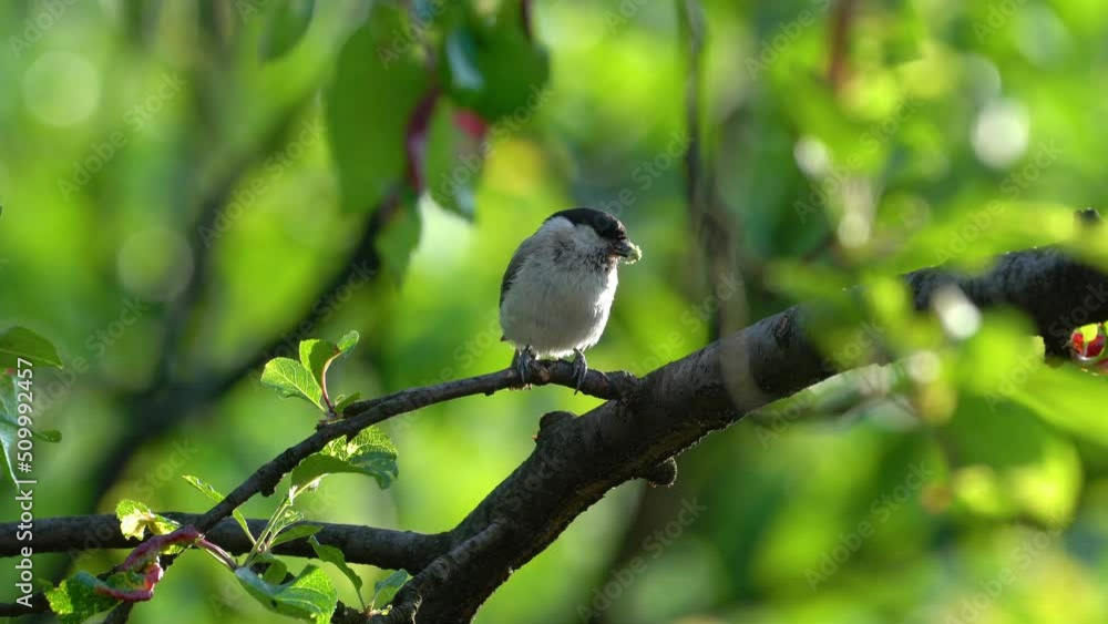 Willow Tit brings food for chickens (Poecile montanus) - (4K) Willow Tit brings food for chickens (Poecile montanus) - (4K)