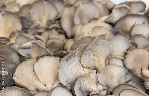 Oyster mushrooms close-up