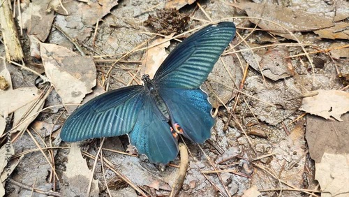 Butterfly flapping wings photo