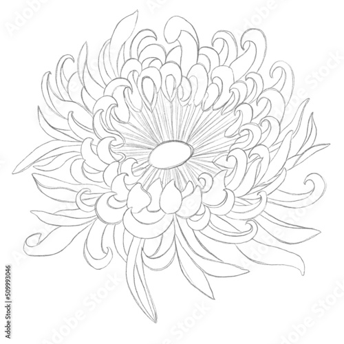 Sketches of flowers. Minimalistic illustration with chrysanthemum. Idea for logo  poster  postcard  tattoo  emblem. Print for textiles  wallpapers  textiles.