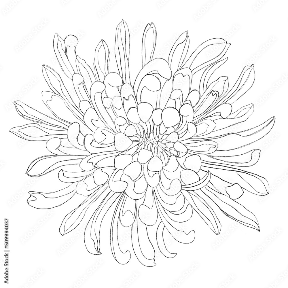 flower background, Sketches of flowers. Minimalistic illustration with chrysanthemum. Idea for logo, poster, postcard, tattoo, emblem. Print for textiles, wallpapers, textiles.