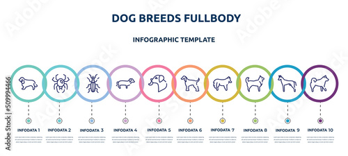 dog breeds fullbody concept infographic design template. included english cocker spaniel, spider black widow, null, dachshund, dog licking, afghan hound, shetland sheepdog, husky, malamute icons and