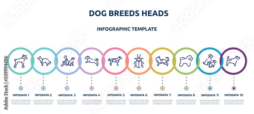 dog breeds heads concept infographic design template. included chinese crested, collie, dog and man seating, dog scaping, dalmatian, pollen beetle, toyger cat, bichon frise, jack russel terrier