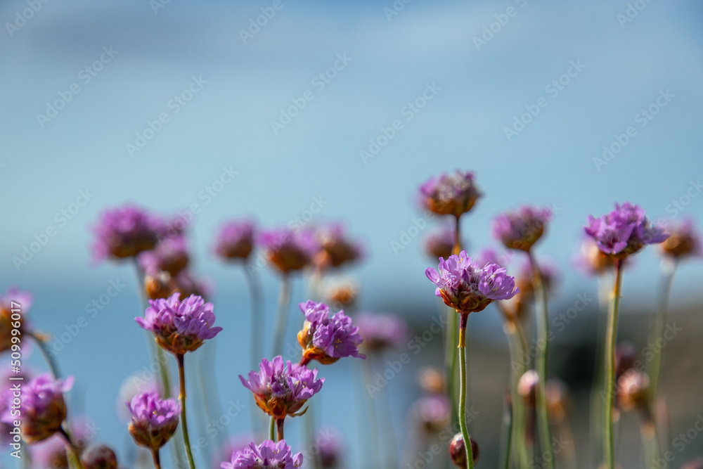 Fototapeta premium The Howth Peninsula, Dublin, The Fauna and flora in macro and close-up photography on the Howth Peninsula, Seashore of cliffs, bays and rocks landscape, hidden bay, spectacular scenery in sunny day,
