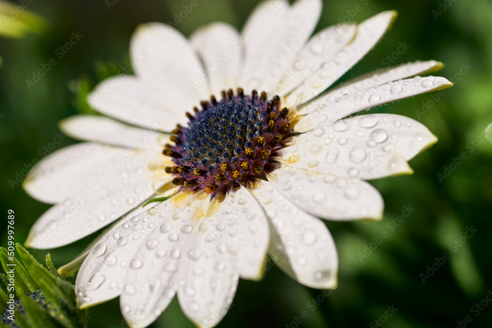 view of natural vegetation with water drops on white daisy flowers view of natural vegetation with water drops on white daisy flowers